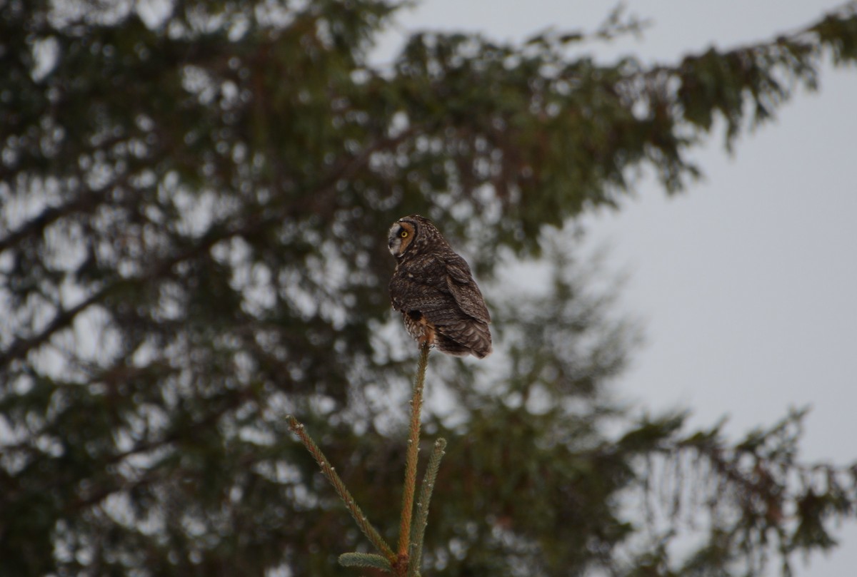 Long-eared Owl - Nat Drumheller