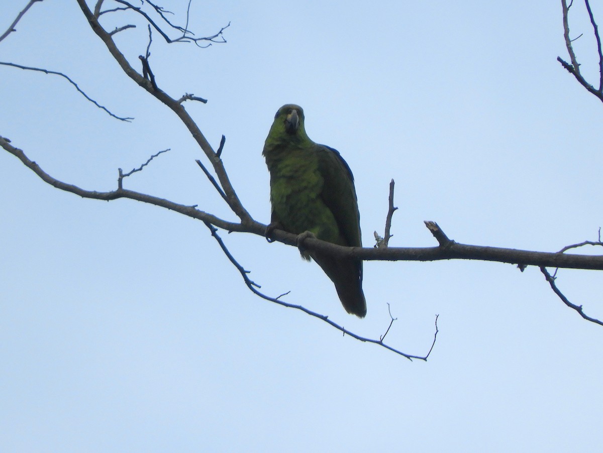 Scaly-naped Parrot - ML141319211