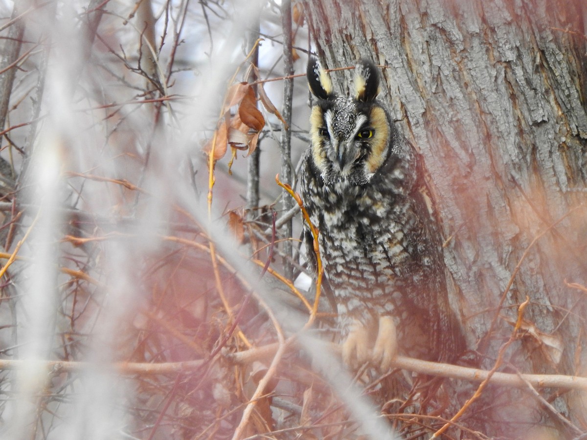Long-eared Owl - ML141320221