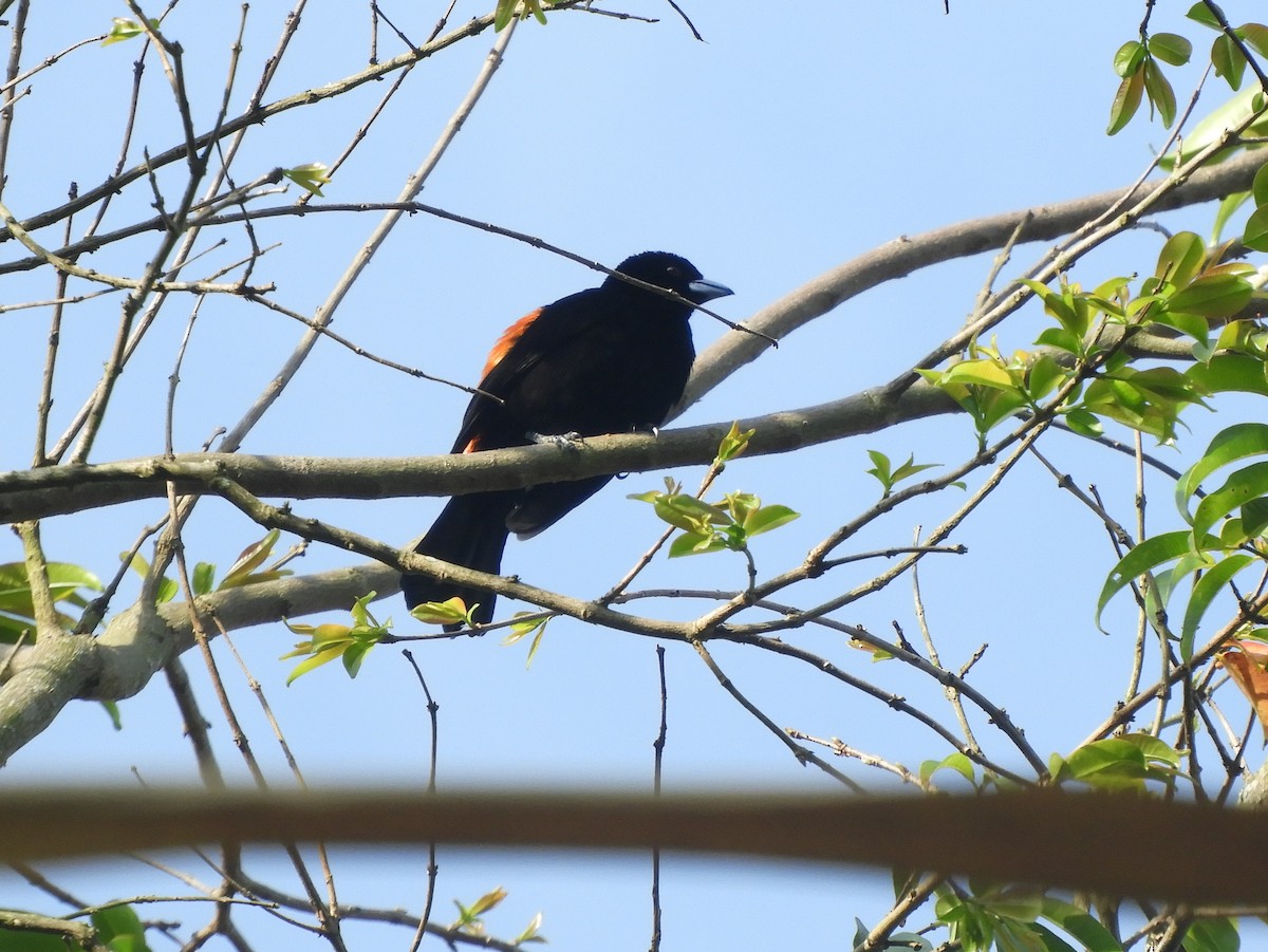 Flame-rumped Tanager - ML141320741