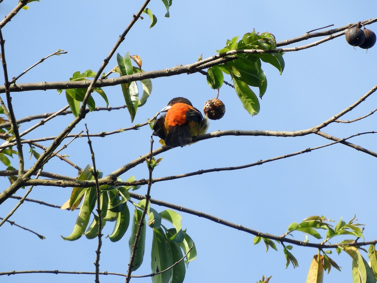 Flame-rumped Tanager - ML141320841