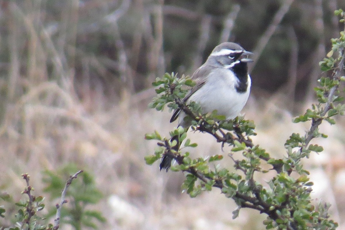 Black-throated Sparrow - ML141320971
