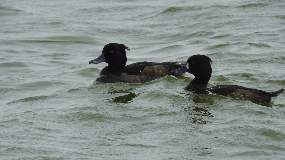 Tufted Duck - ML141321721