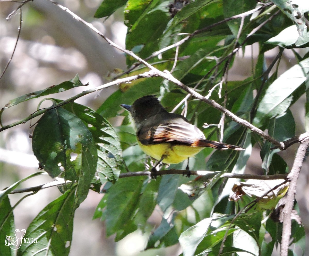 Great Crested Flycatcher - ML141322331