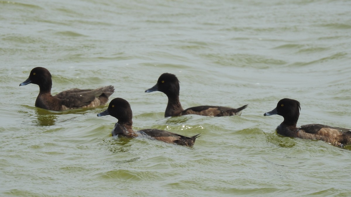 Tufted Duck - ML141322551