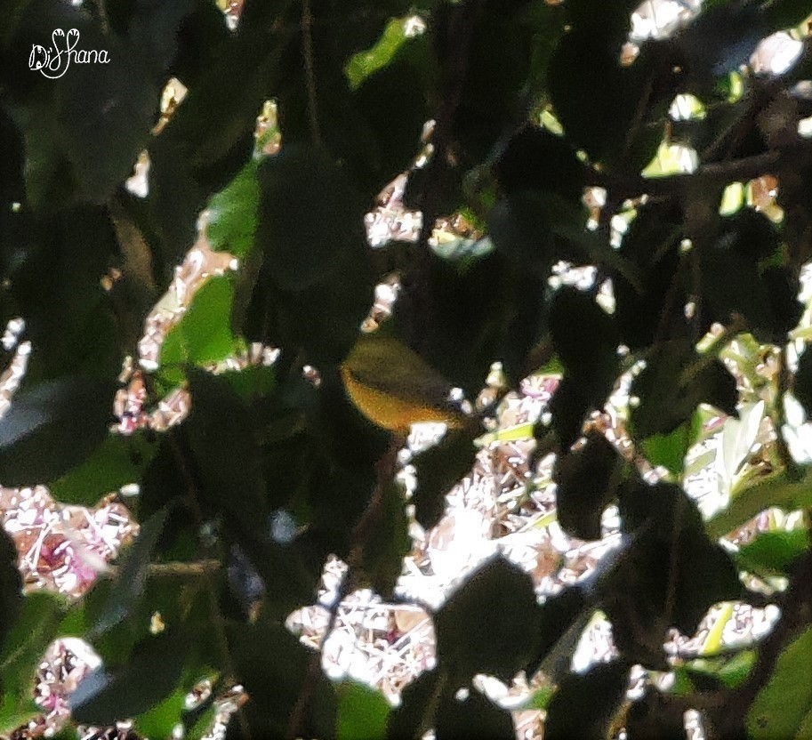 Yellow Warbler - Diana Alfaro