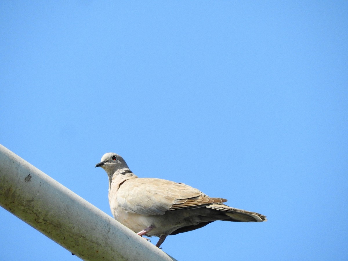 Eurasian Collared-Dove - PAU Tapachula