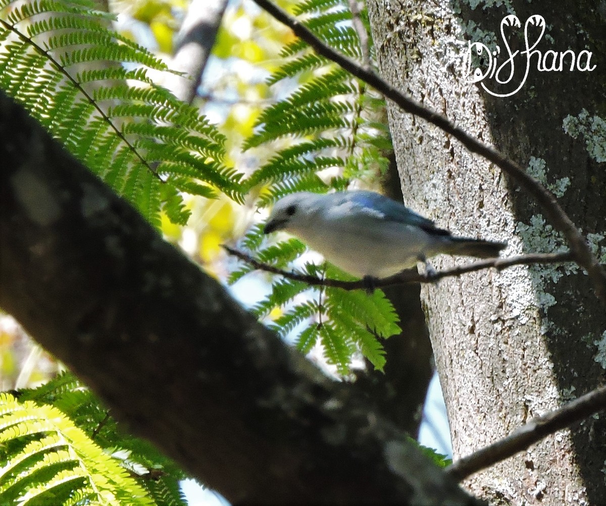 Blue-gray Tanager - ML141323561