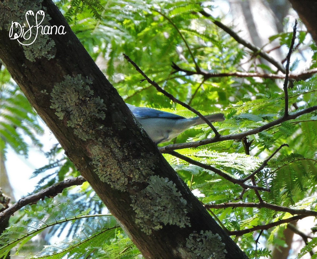 Blue-gray Tanager - ML141324001