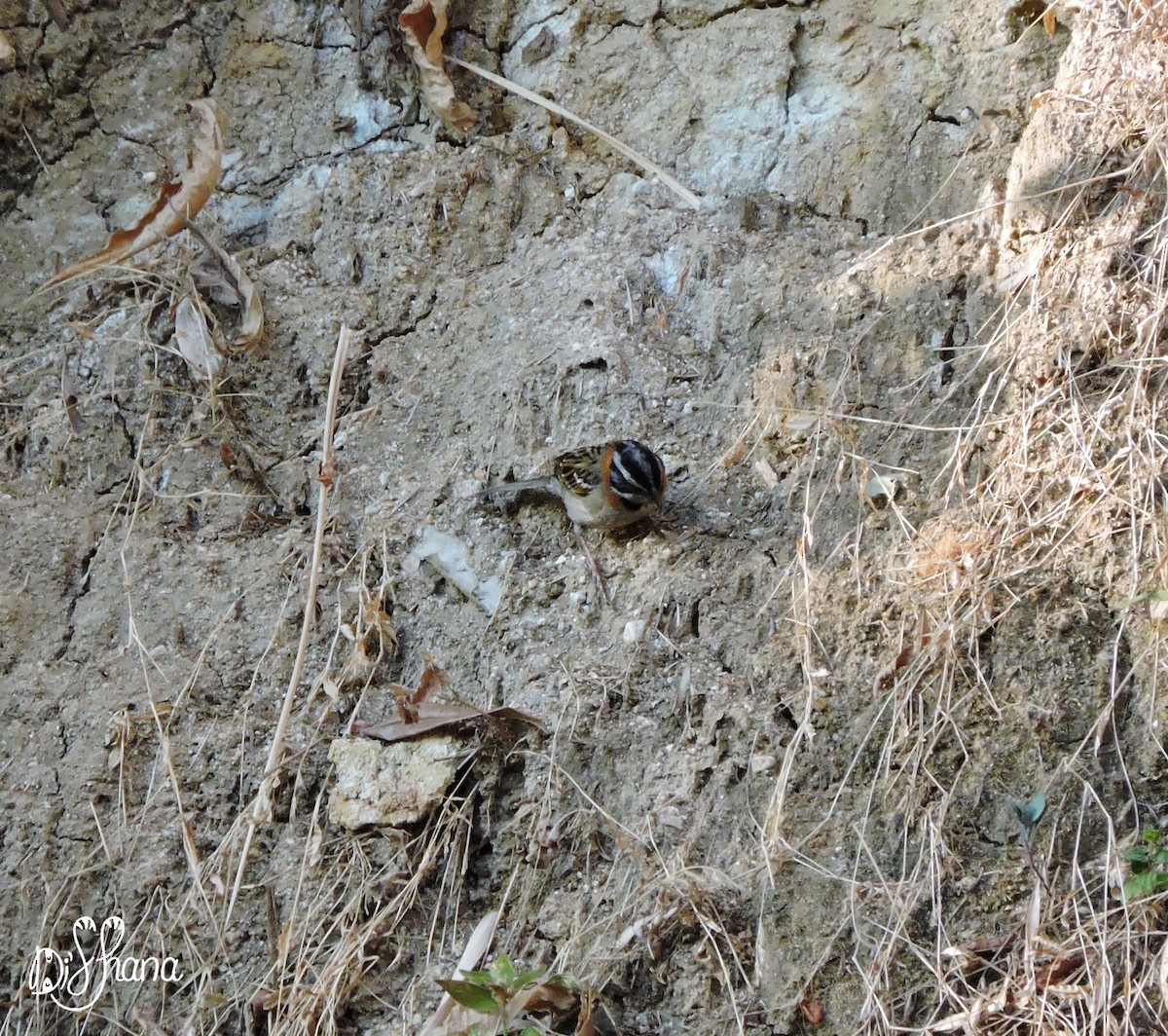 Rufous-collared Sparrow - ML141324401