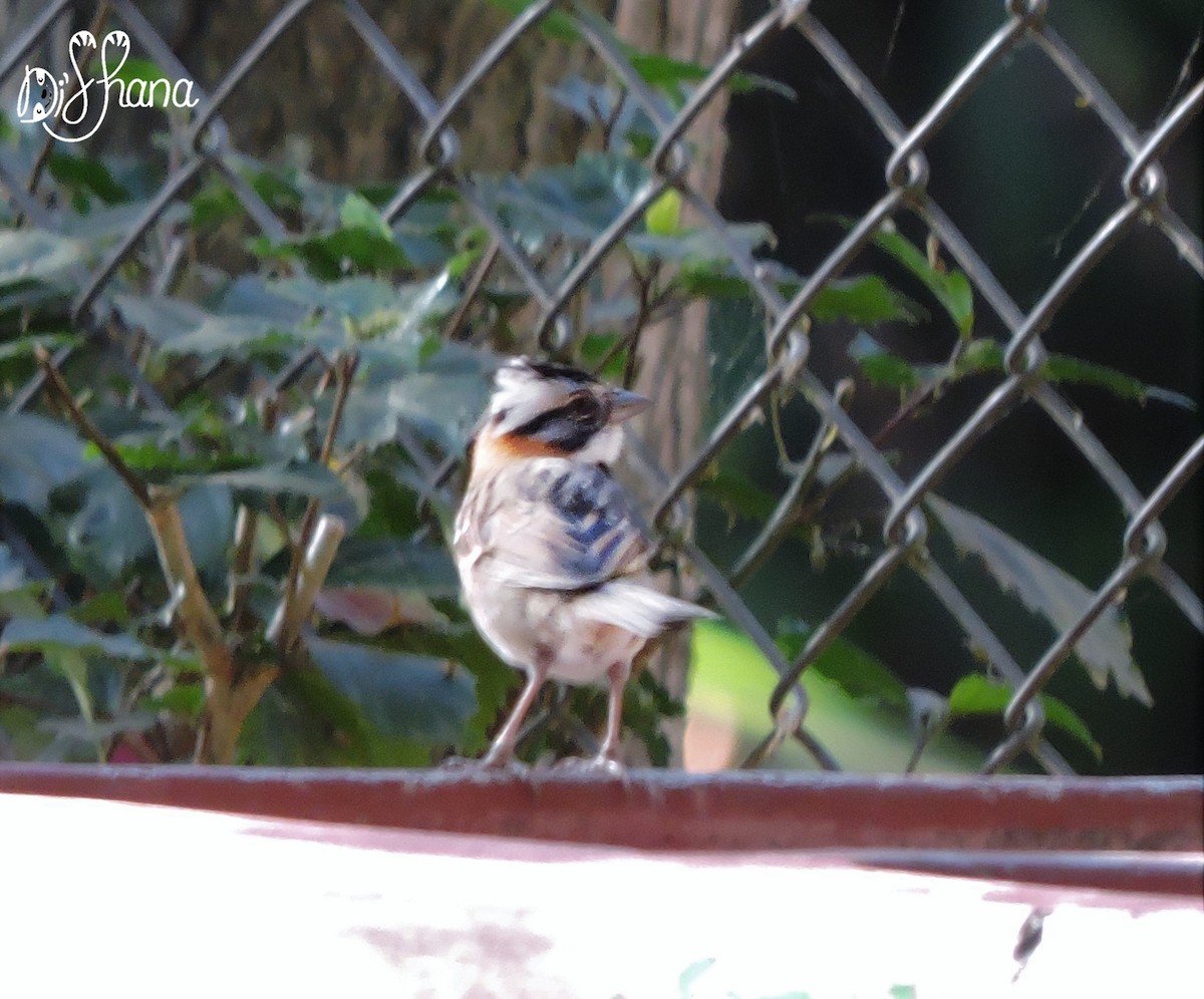 Rufous-collared Sparrow - ML141324411