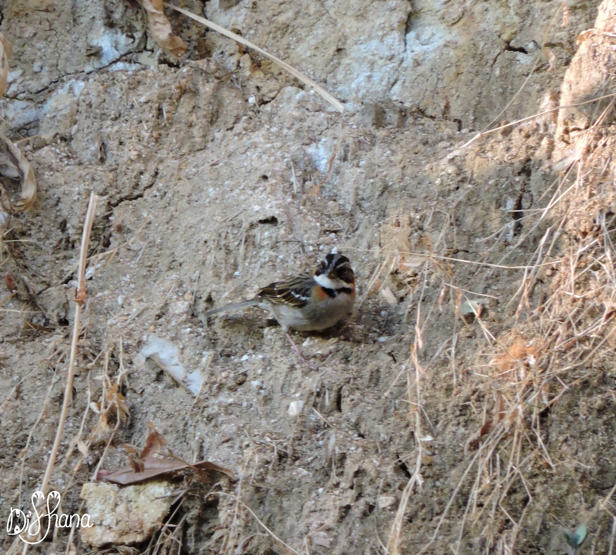 Rufous-collared Sparrow - ML141324501