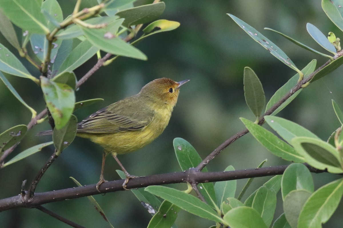Yellow Warbler (Mangrove) - ML141325631