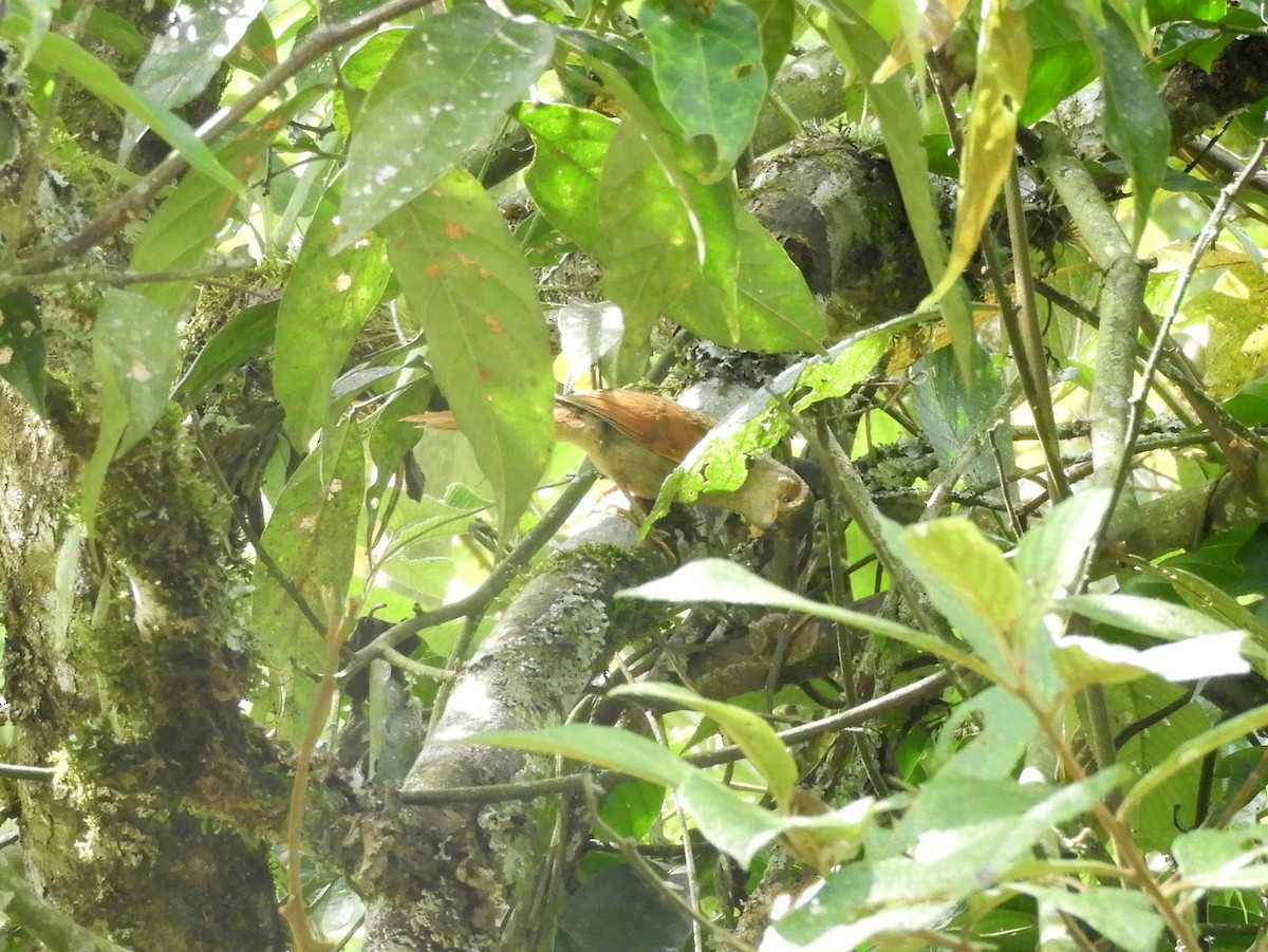 Red-faced Spinetail - ML141326851