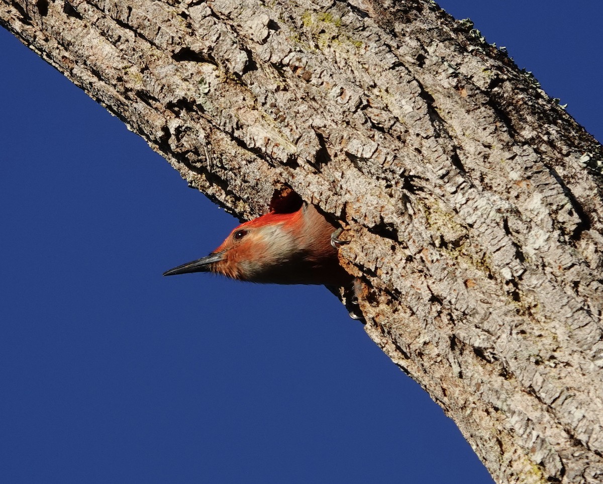 Red-bellied Woodpecker - ML141327081