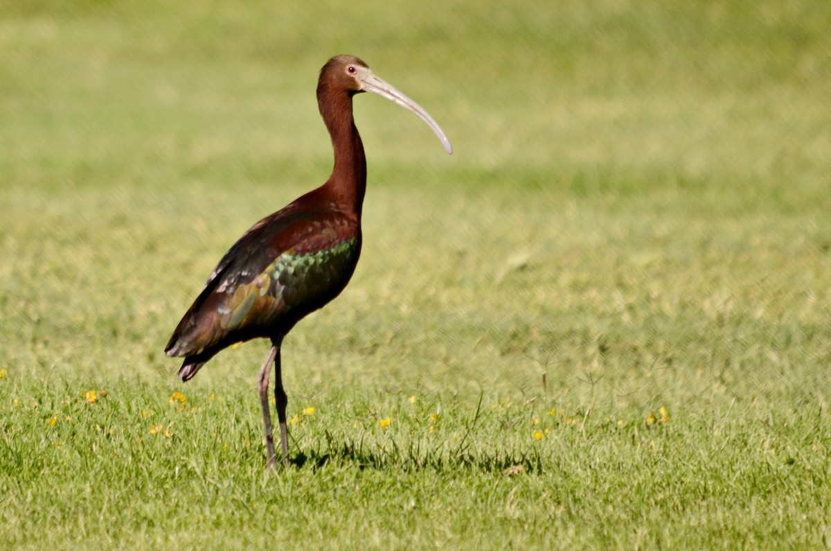 White-faced Ibis - Ginger Spinelli