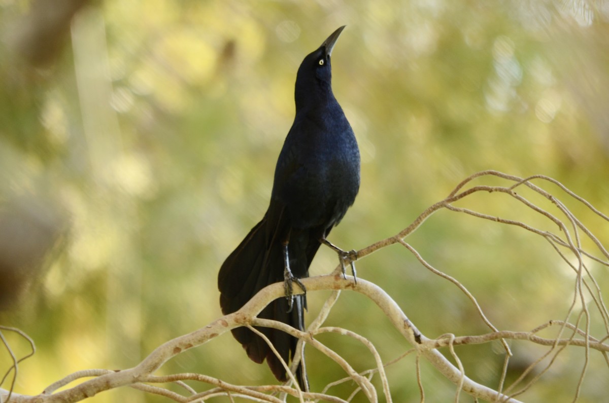 Great-tailed Grackle - Ginger Spinelli