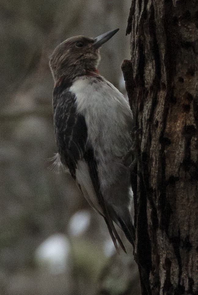 Red-headed Woodpecker - Melinda Fawver