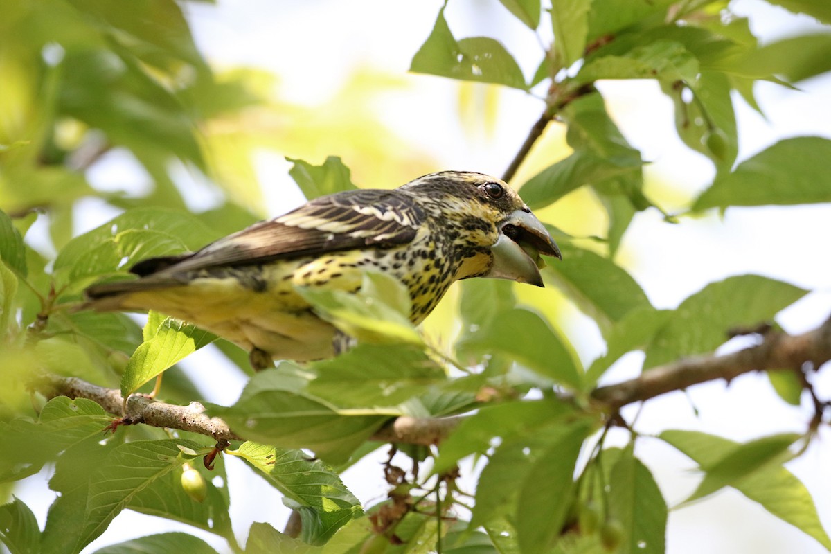 Spot-winged Grosbeak - Charley Hesse TROPICAL BIRDING