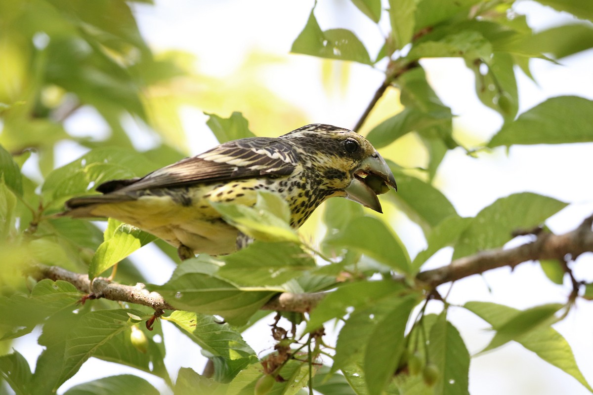 Spot-winged Grosbeak - Charley Hesse TROPICAL BIRDING