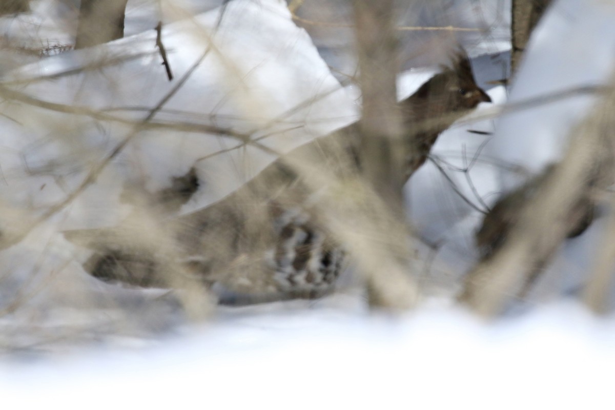 Ruffed Grouse - Ginger Spinelli