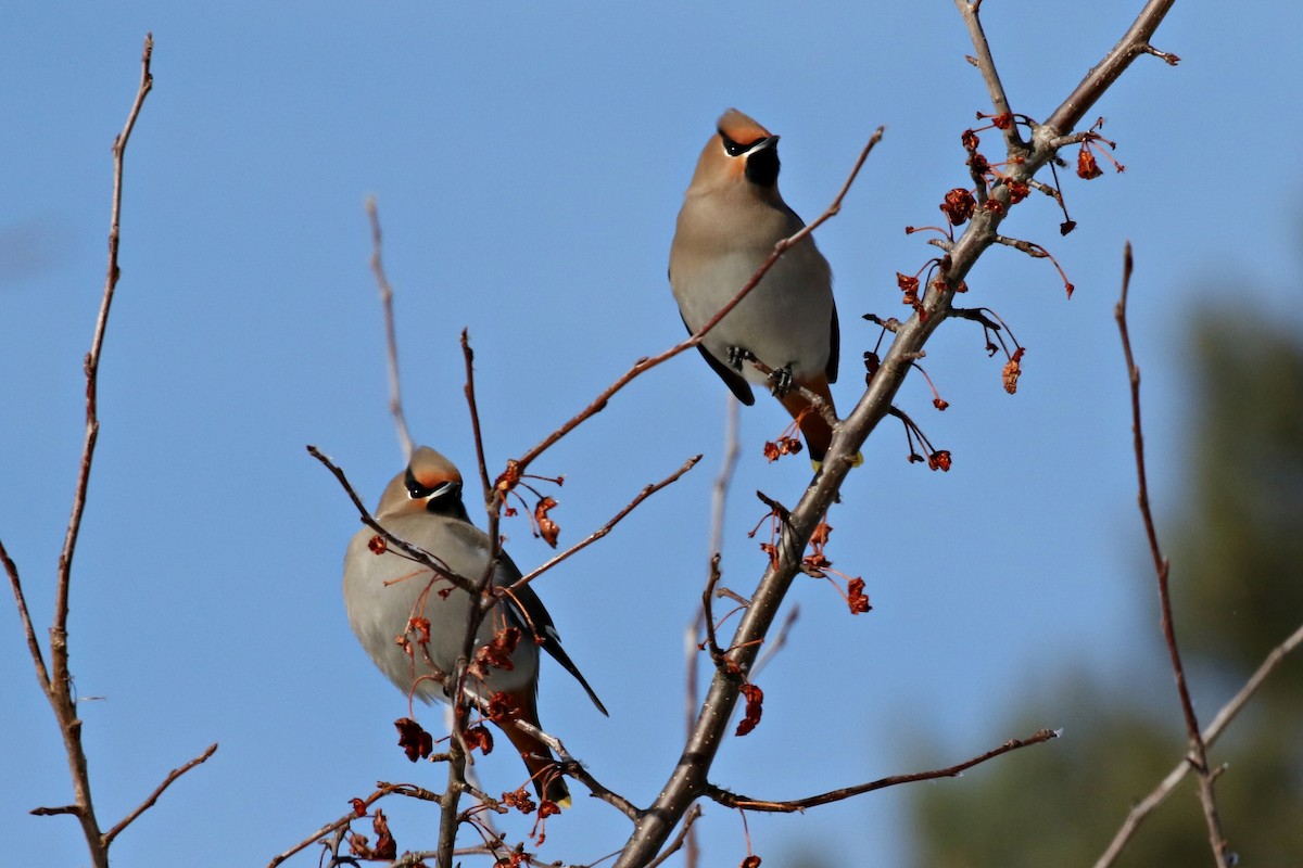 Bohemian Waxwing - Ginger Spinelli
