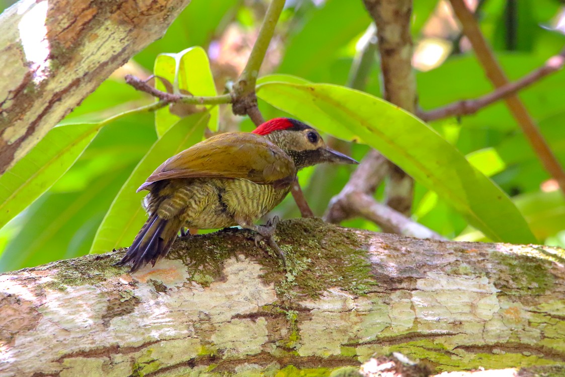 Golden-olive Woodpecker - Richard Lakhan