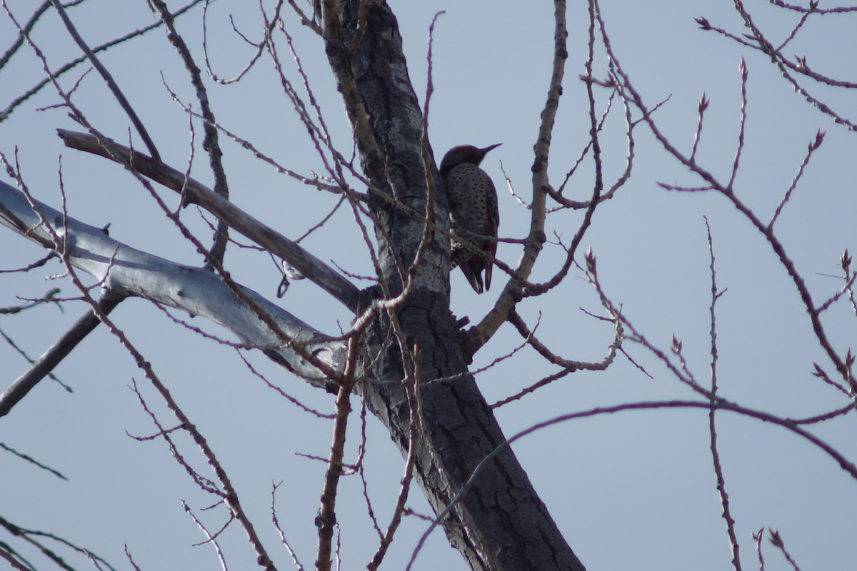 Northern Flicker (Red-shafted) - ML141332021