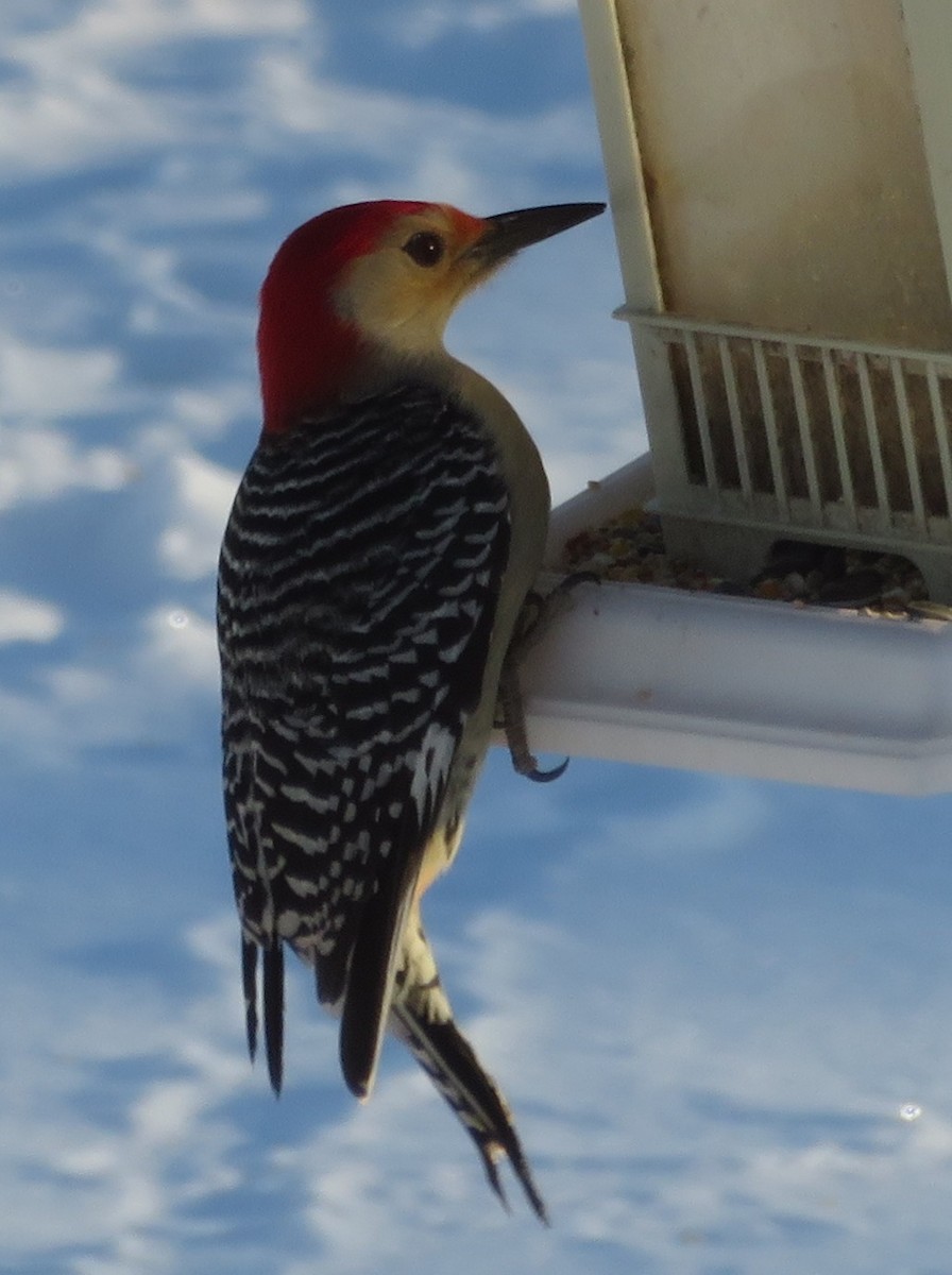 Red-bellied Woodpecker - ML141333611