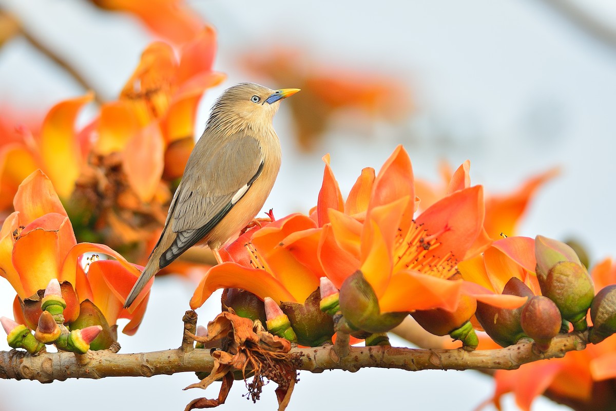 Chestnut-tailed Starling - ML141333971