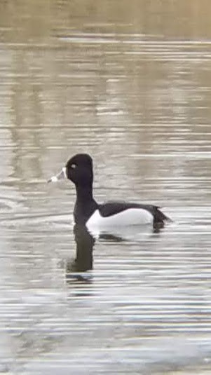 Ring-necked Duck - Kenedy Anderson