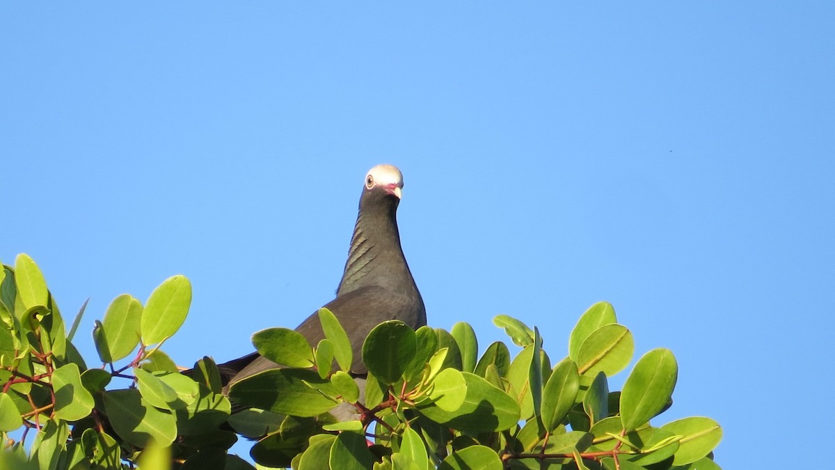 White-crowned Pigeon - ML141335521