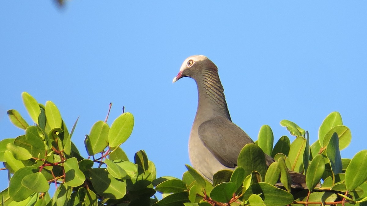White-crowned Pigeon - ML141335541