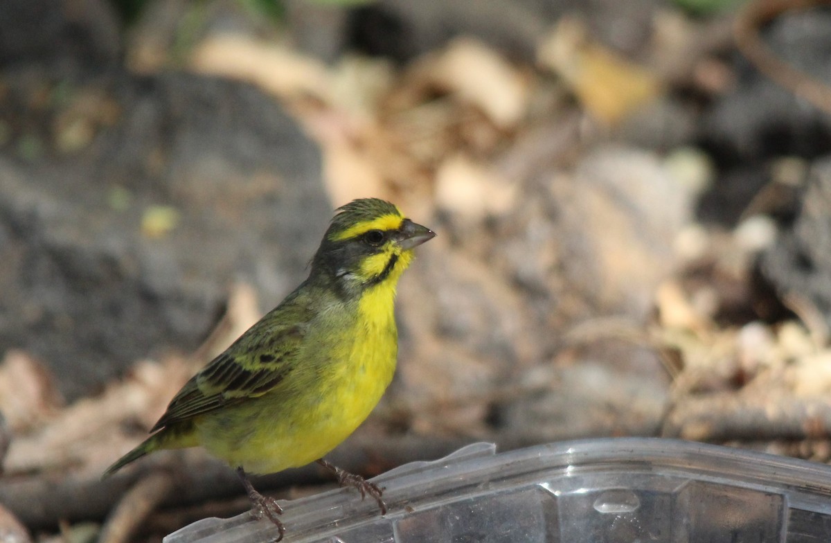 Yellow-fronted Canary - John Pike