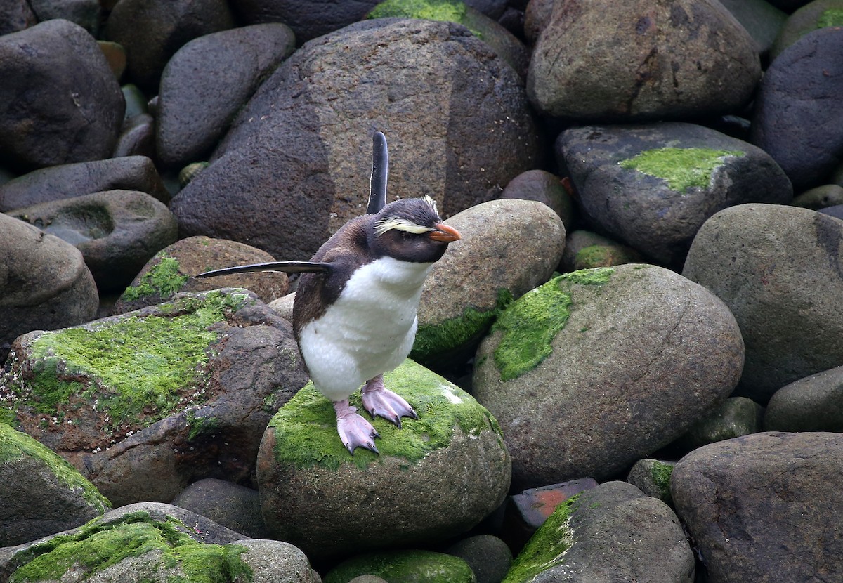Fiordland Penguin - Stuart Kelly