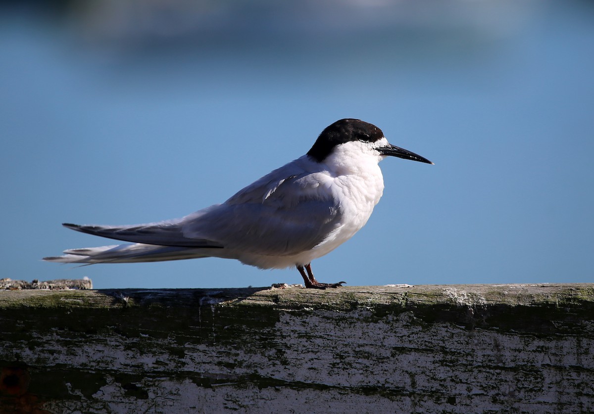 White-fronted Tern - ML141338081