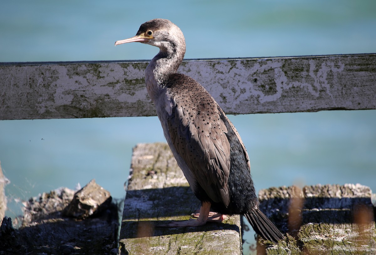 Spotted Shag - ML141338321
