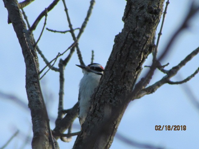 Hairy Woodpecker - ML141338731