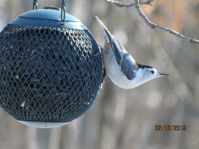 White-breasted Nuthatch - ML141340291