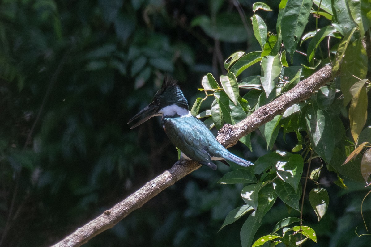 Amazon Kingfisher - Victor Castanho