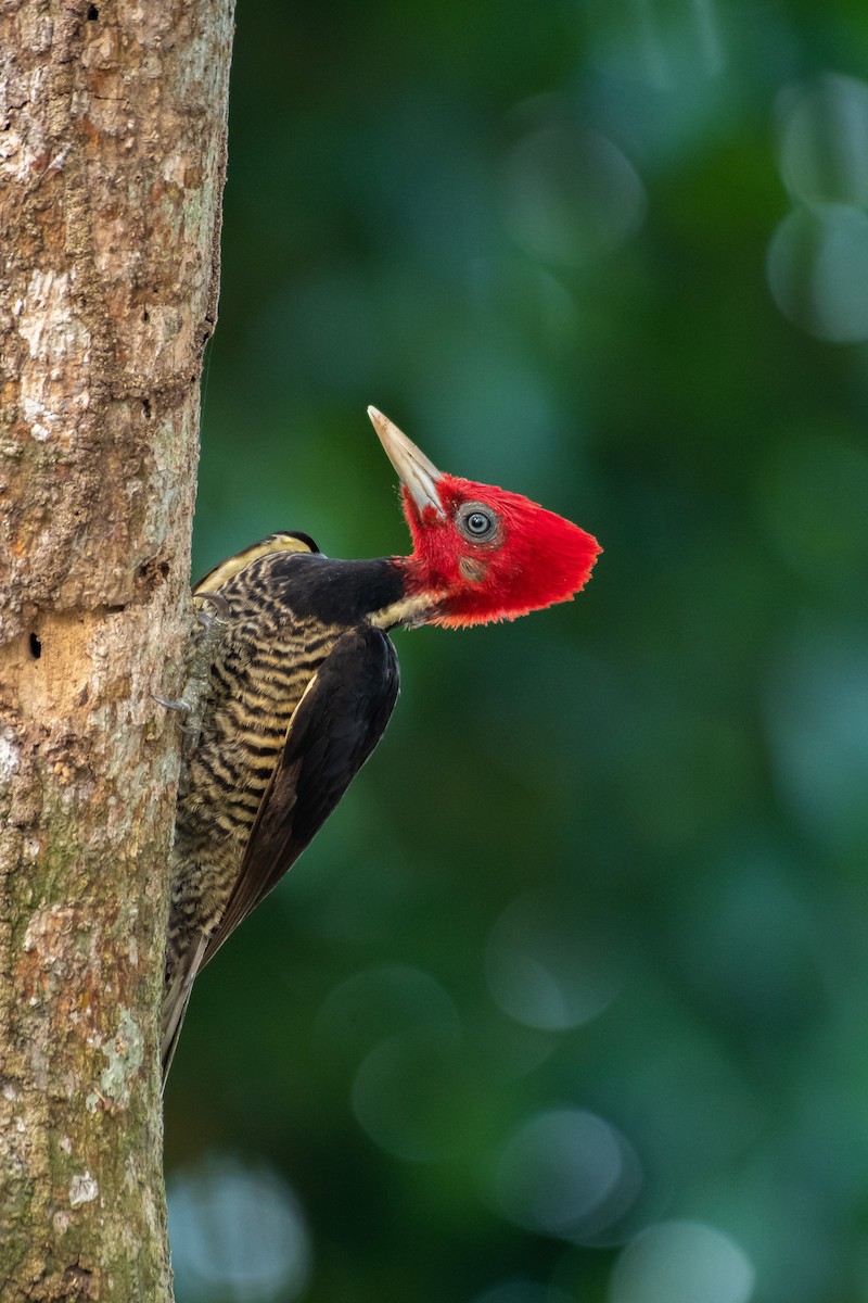 Pale-billed Woodpecker - ML141341611
