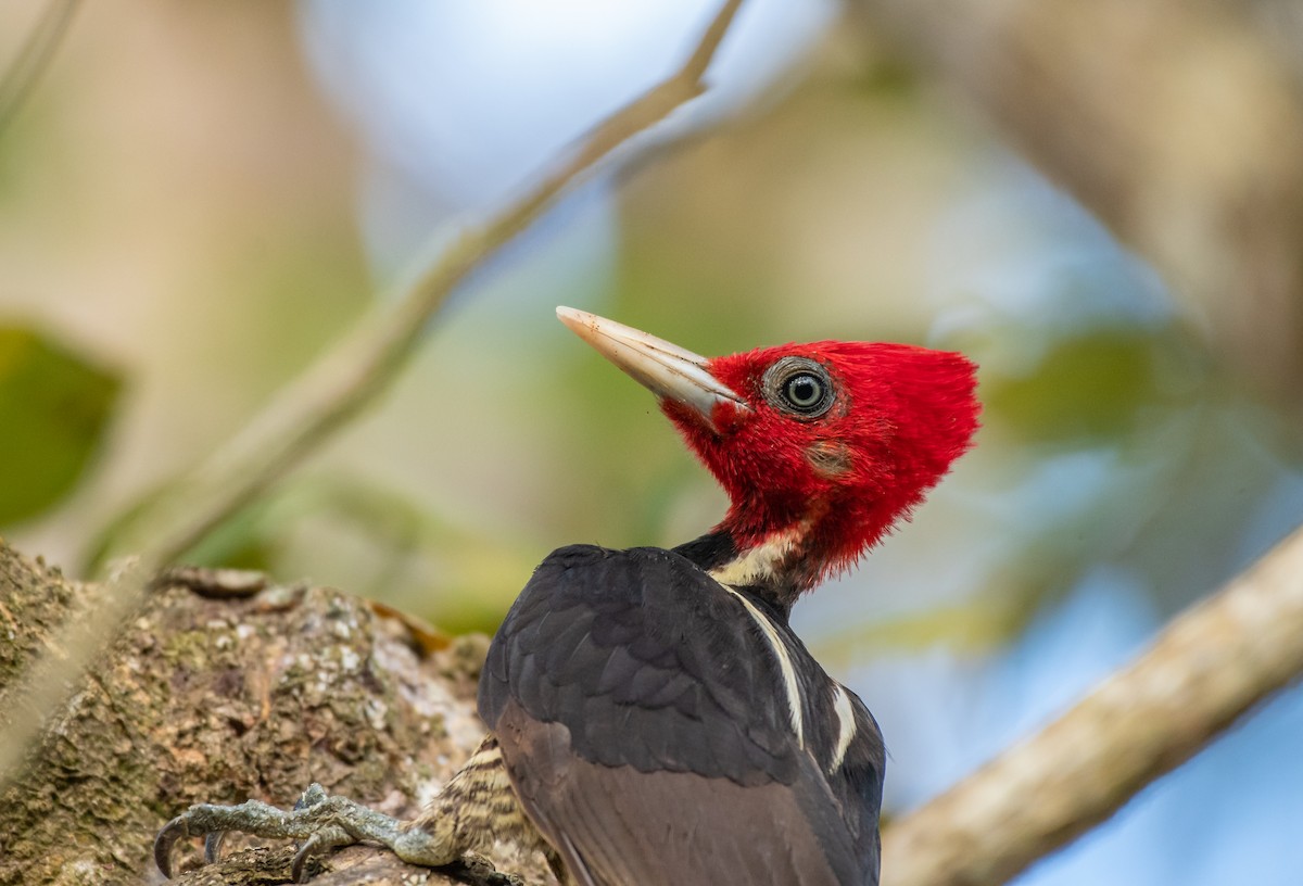 Pale-billed Woodpecker - Rio Dante
