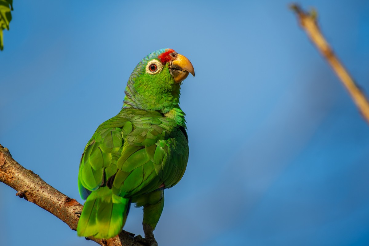 Red-lored Parrot - ML141342401