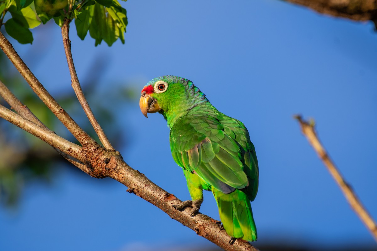 Red-lored Parrot - ML141342421