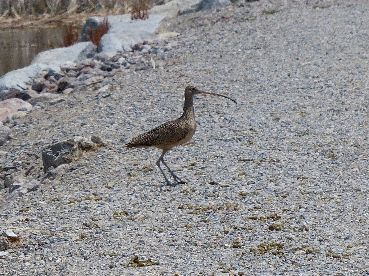 Long-billed Curlew - Chad Fike