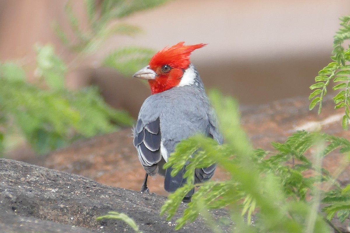 Red-crested Cardinal - Lorrie Anderson