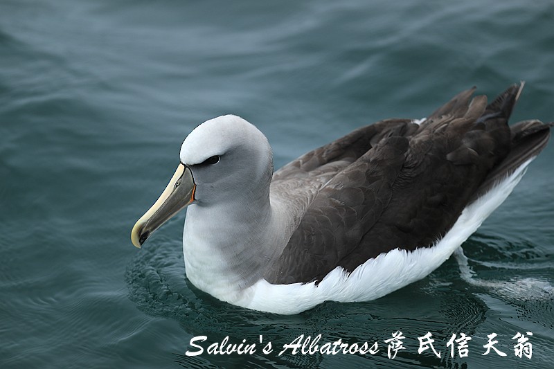 Albatros de Salvin - ML141343411