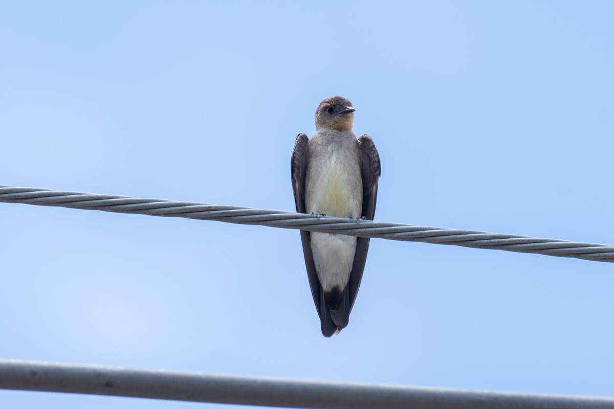 Southern Rough-winged Swallow - Victor Castanho