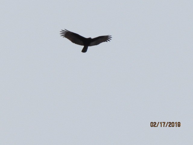 Turkey Vulture - ML141344621