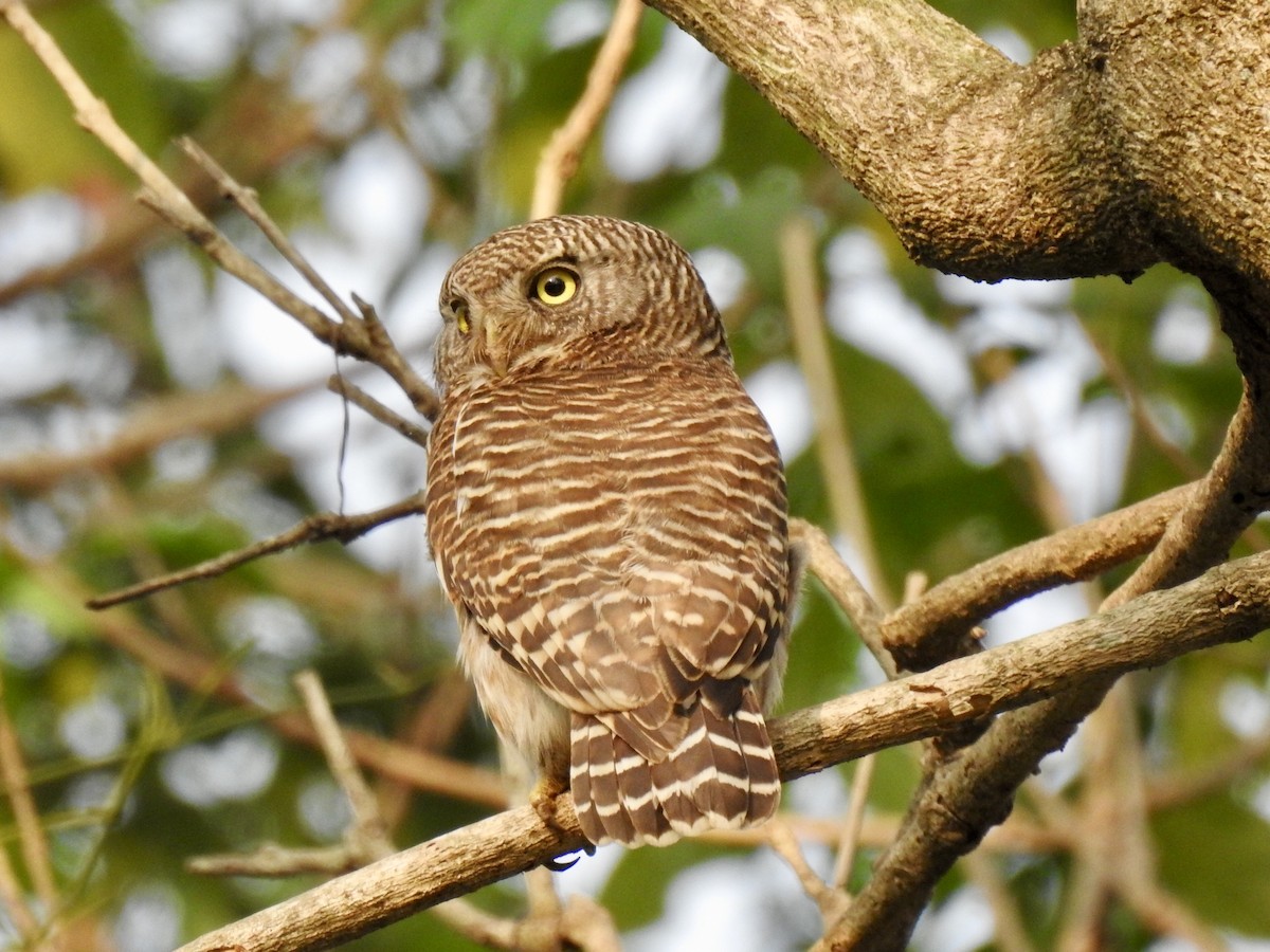Asian Barred Owlet - David Ratcliffe